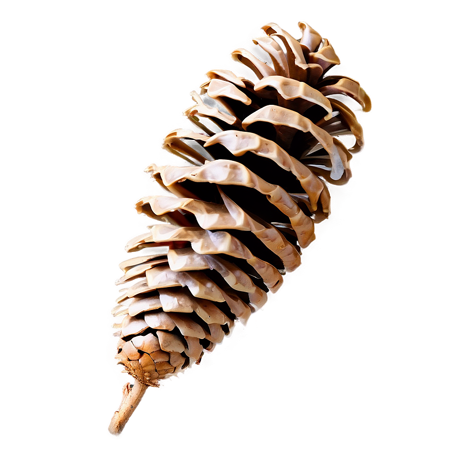 Isolated Pine Cone Png 62 PNG Image