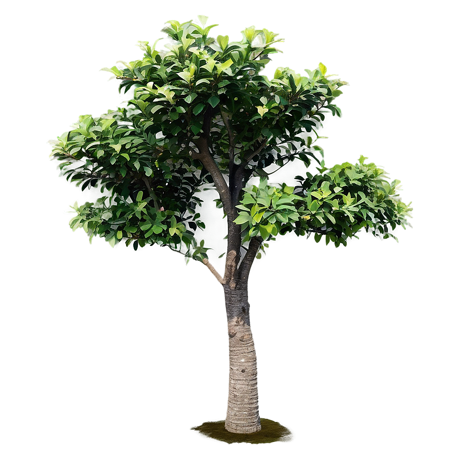 Isolated Small Tree Png 06132024 PNG Image