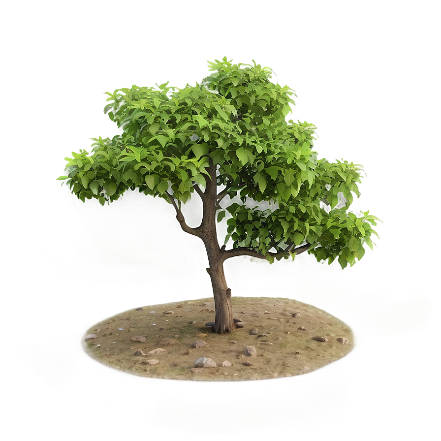 Isolated Small Tree Png 06132024 PNG Image