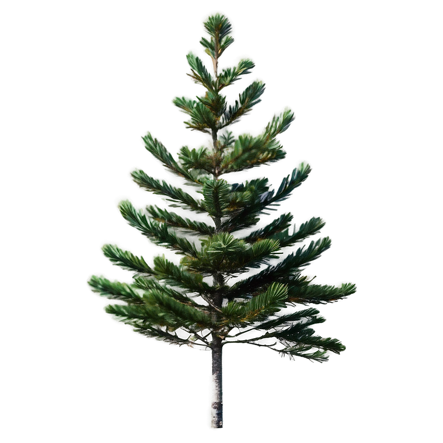 Isolated Spruce Tree On White Png Eva PNG Image