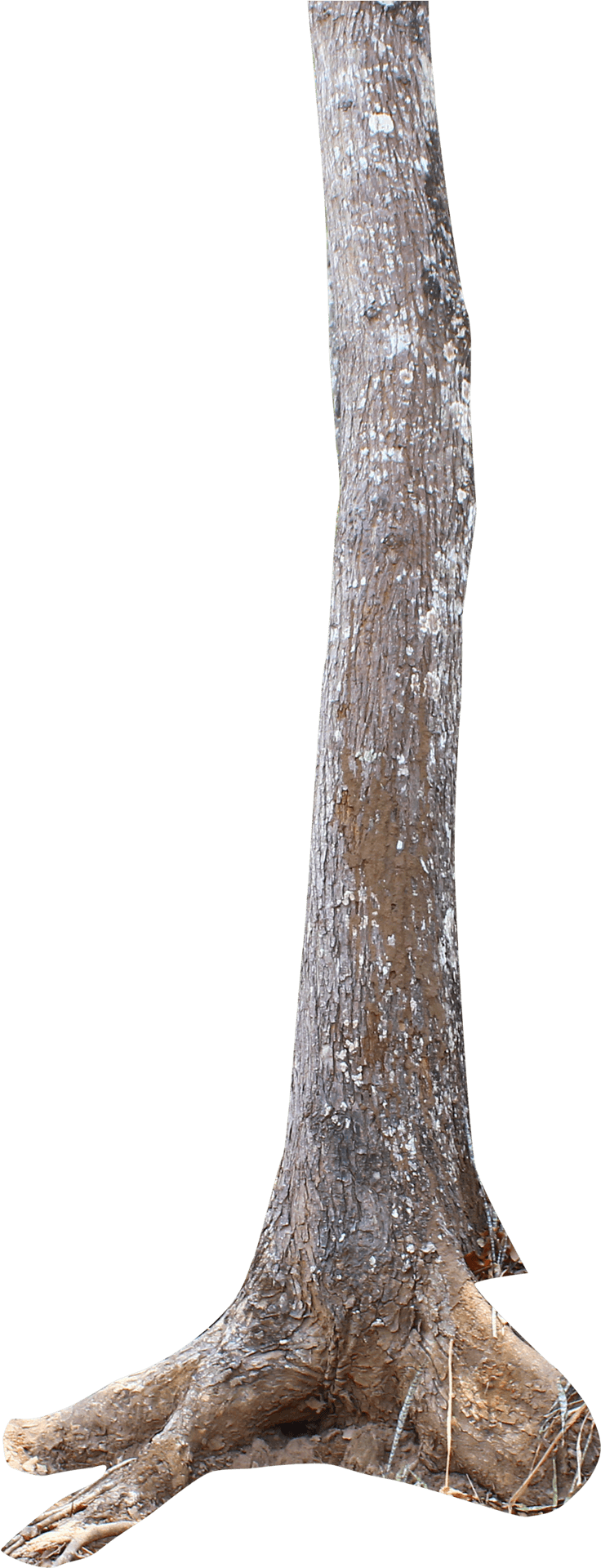 Isolated Tree Trunkon Teal Background.png PNG Image