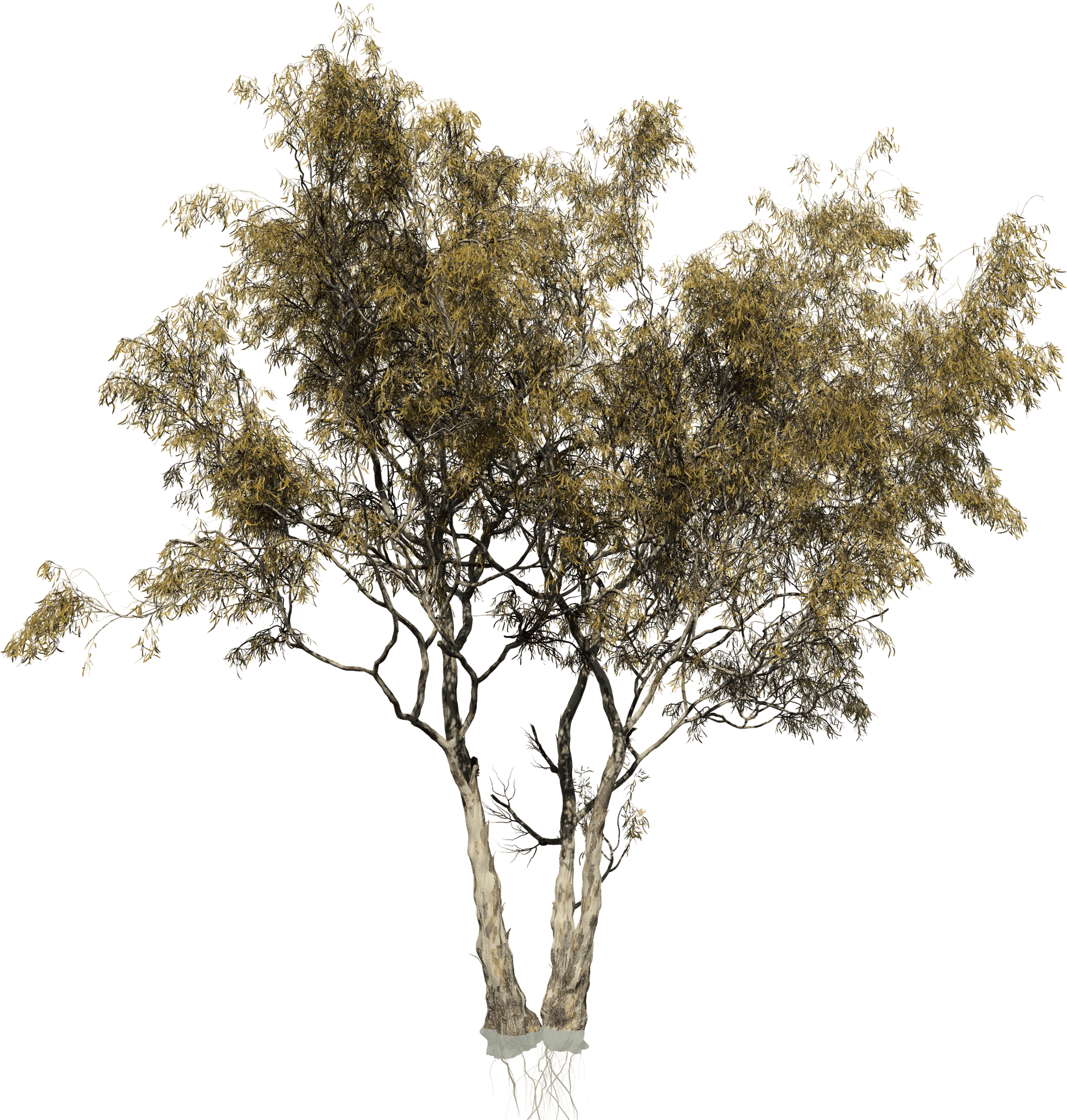 Isolated Treewith Exposed Roots PNG Image