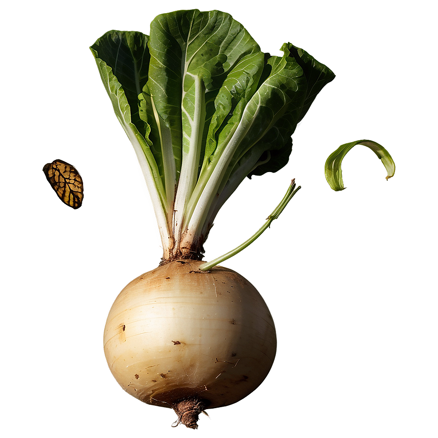 Isolated Turnip Png 20 PNG Image