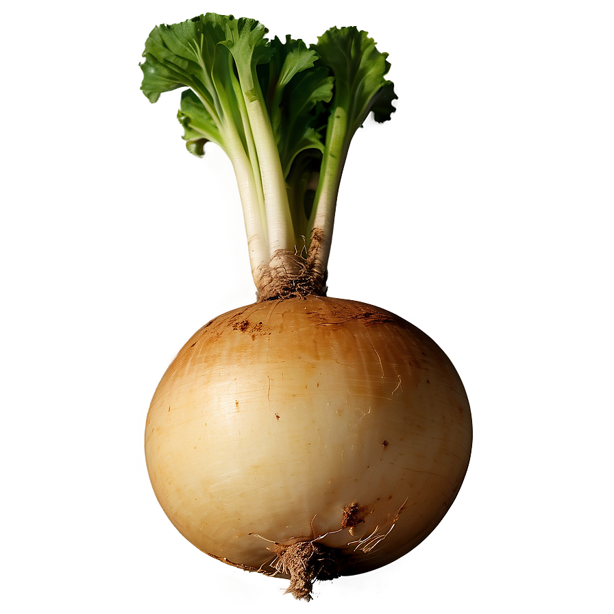 Isolated Turnip Png Sgw PNG Image