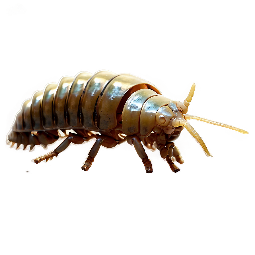 Isopod PNG Images [100+] - SubPNG.com