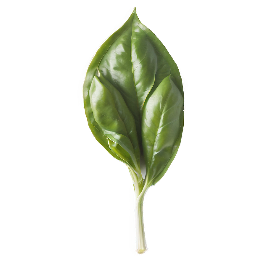 Italian Basil Leaf Png Jev48 PNG Image