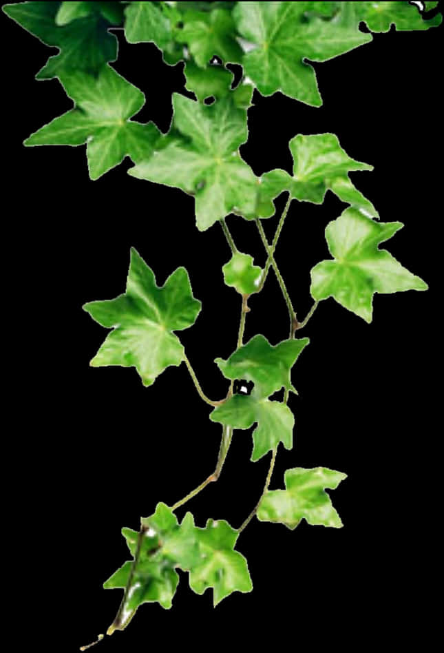 Ivy Branch Against Black Background PNG Image