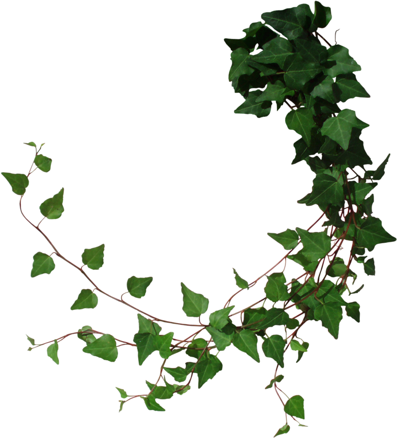 Ivy Branch Transparent Background PNG Image