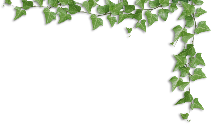 Ivy Frame Transparent Background PNG Image