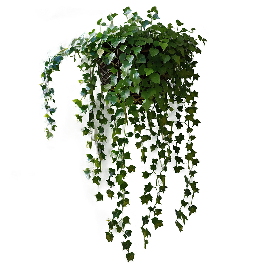 Ivy Hanging Plant Png 05252024 PNG Image