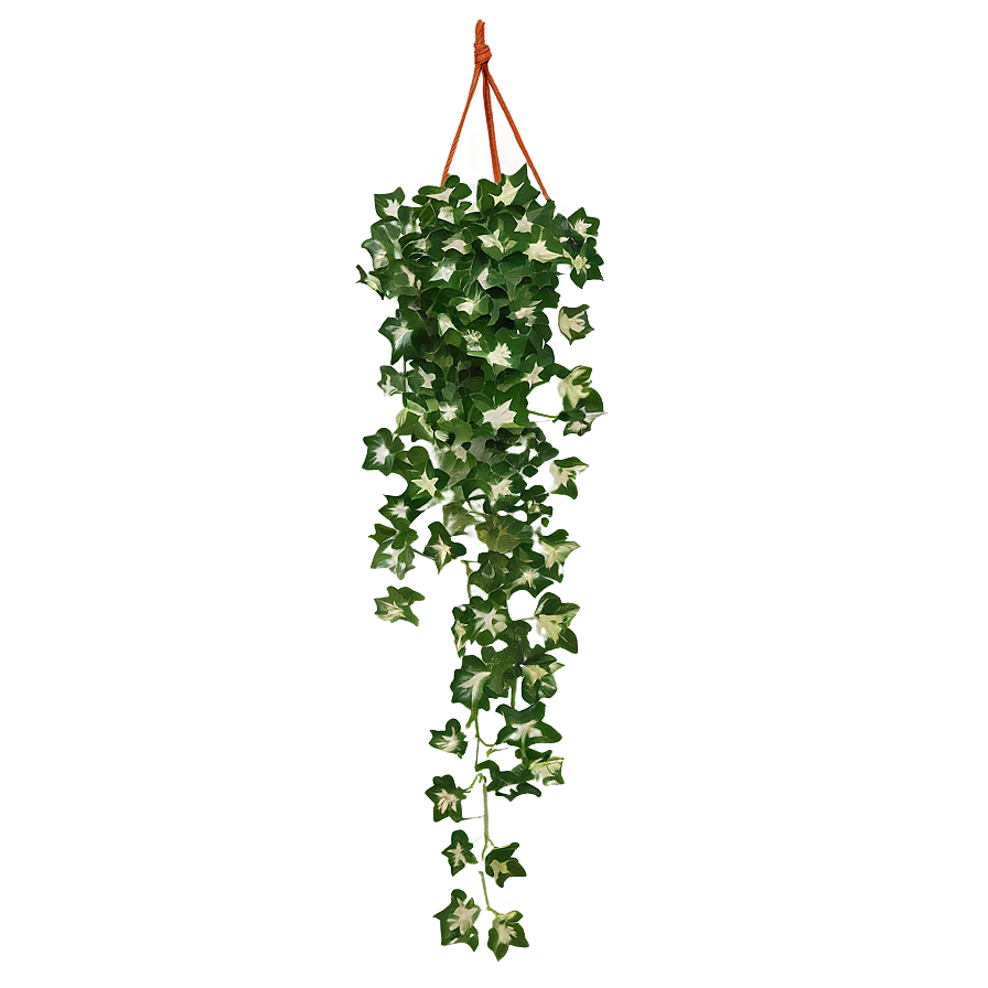 Ivy Hanging Plant Png 05252024 PNG Image