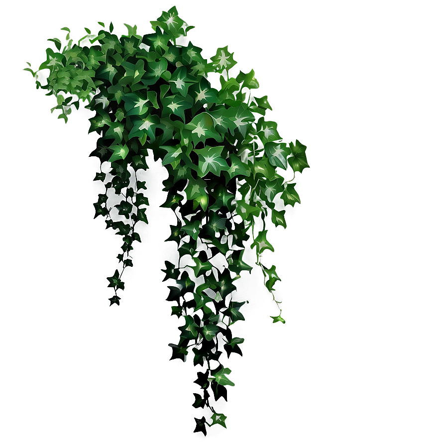 Ivy Hanging Plant Png Fwy PNG Image