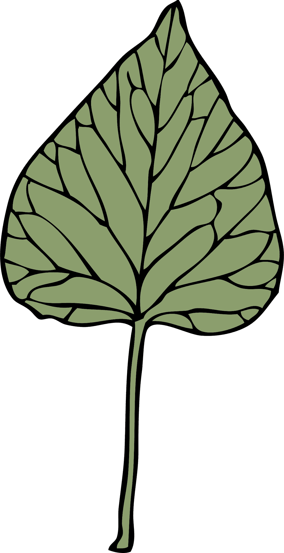 Ivy Leaf Illustration PNG Image