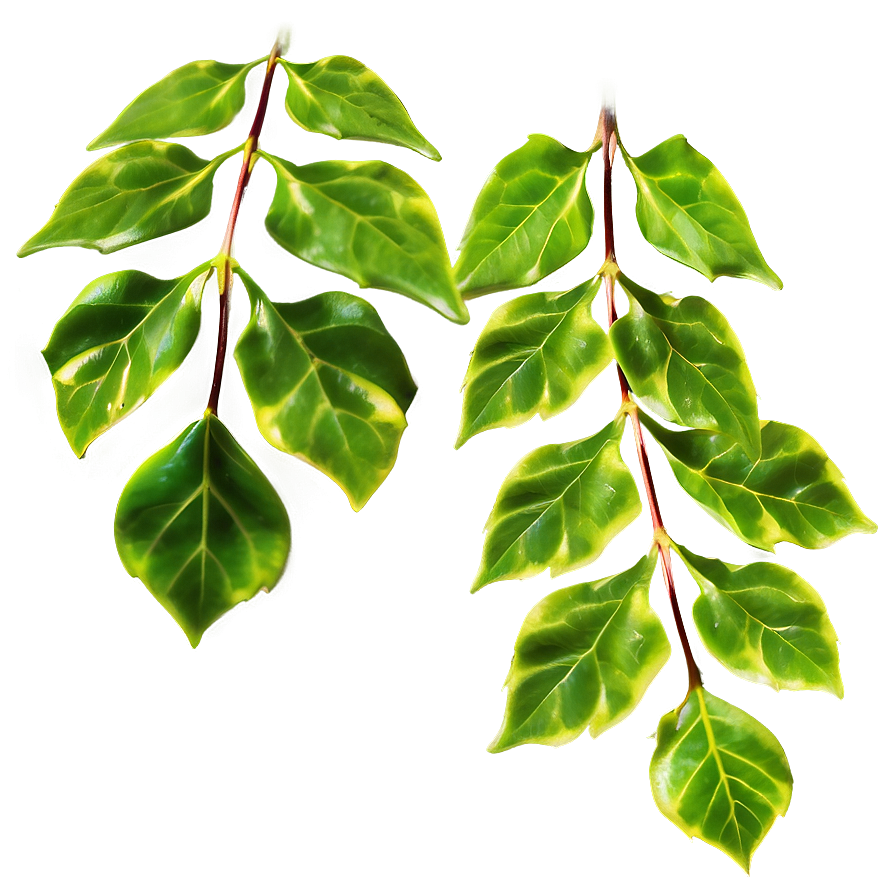 Ivy Leaves Png 4 PNG Image