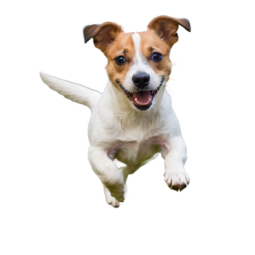 Jack Russell In Action Png Evm43 PNG Image