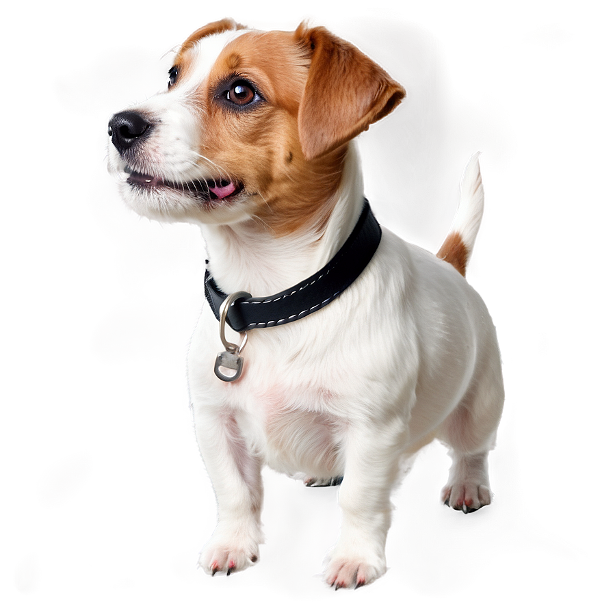 Jack Russell Terrier Closeup Png Ksa88 PNG Image