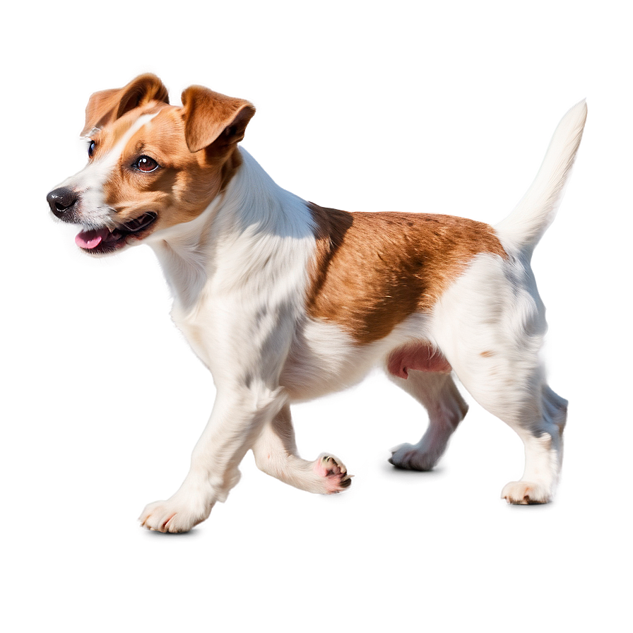 Jack Russell Terrier In Motion Png Aha68 PNG Image