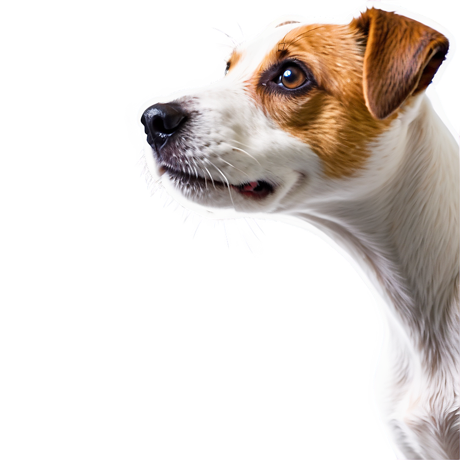 Jack Russell Terrier Profile Png 74 PNG Image