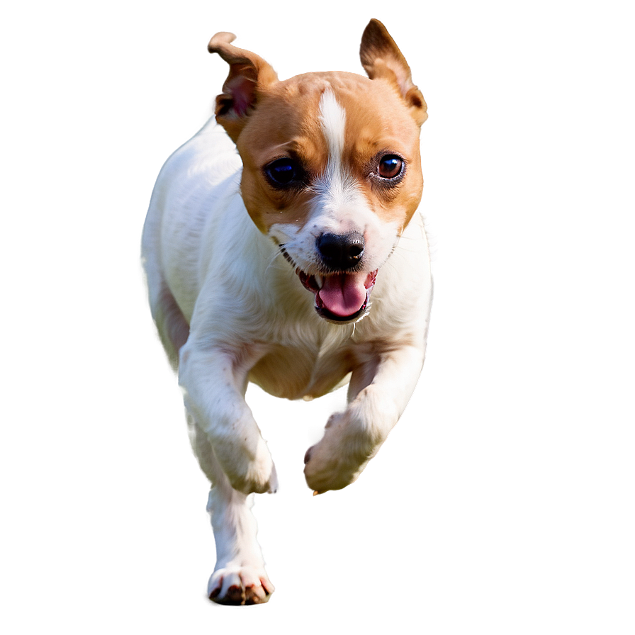 Jack Russell Terrier Running Png 98 PNG Image