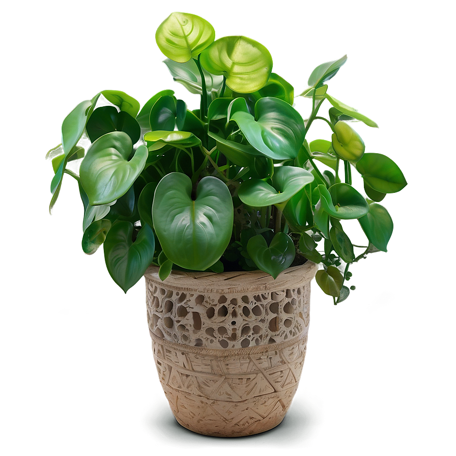 Jade Pothos Maintenance Guide Png 46 PNG Image