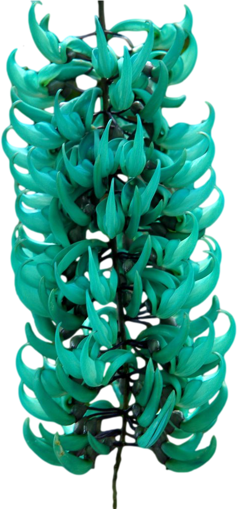 Jade Vine Strongylodon Macrobotrys Cluster.png PNG Image