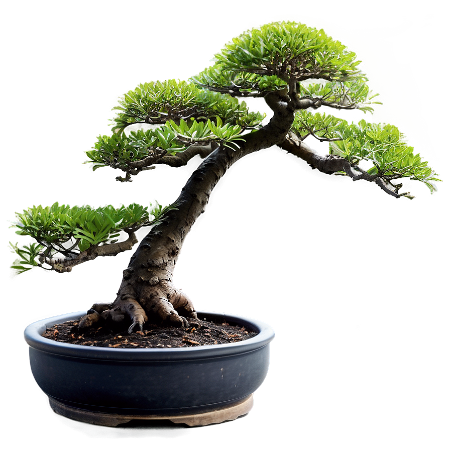 Japanese Bonsai Tree Png Pmo65 PNG Image