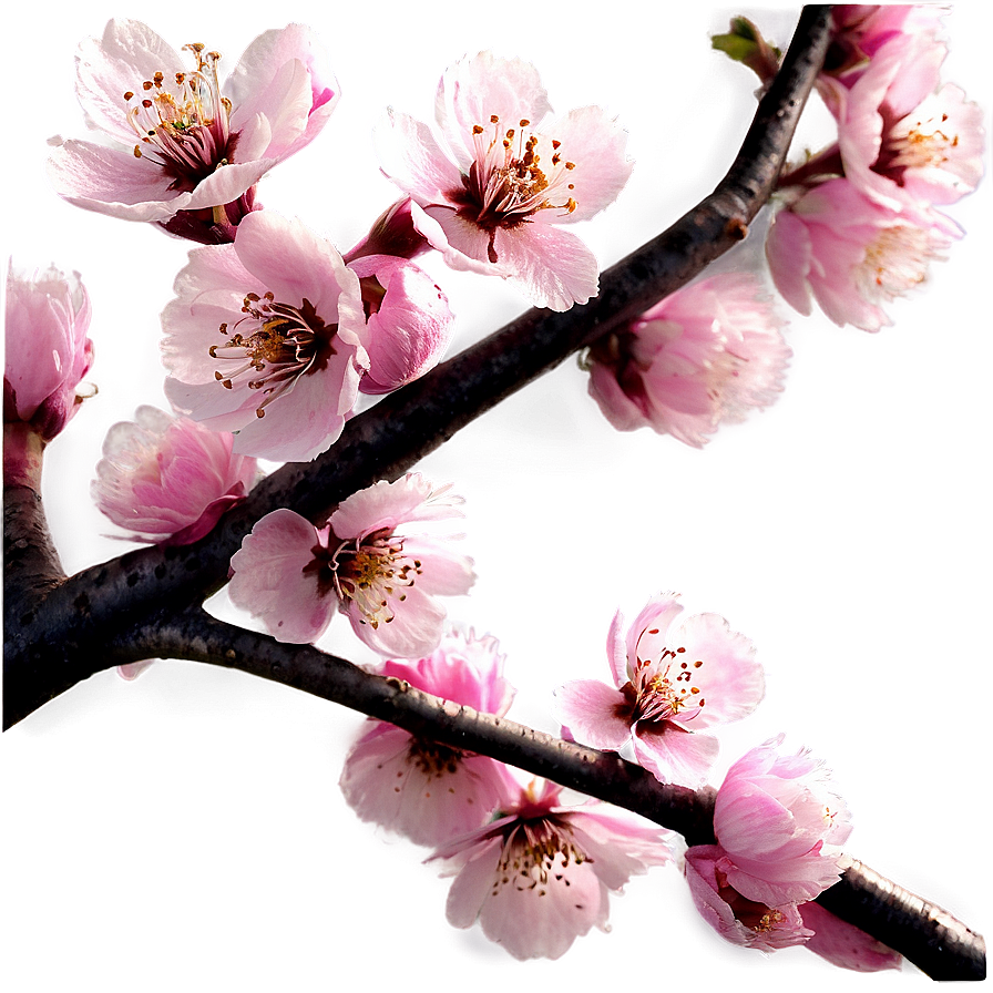 Japanese Cherry Blossom Png 06132024 PNG Image