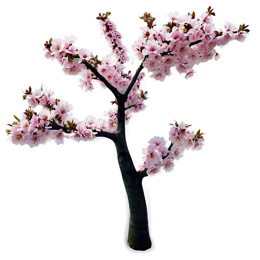 Japanese Cherry Tree Png 06212024 PNG Image