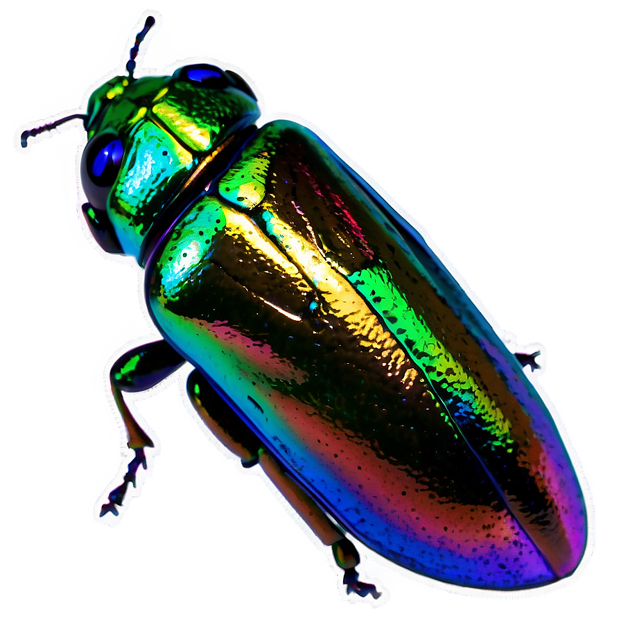 Jewel Beetle Shimmering Png Qju PNG Image