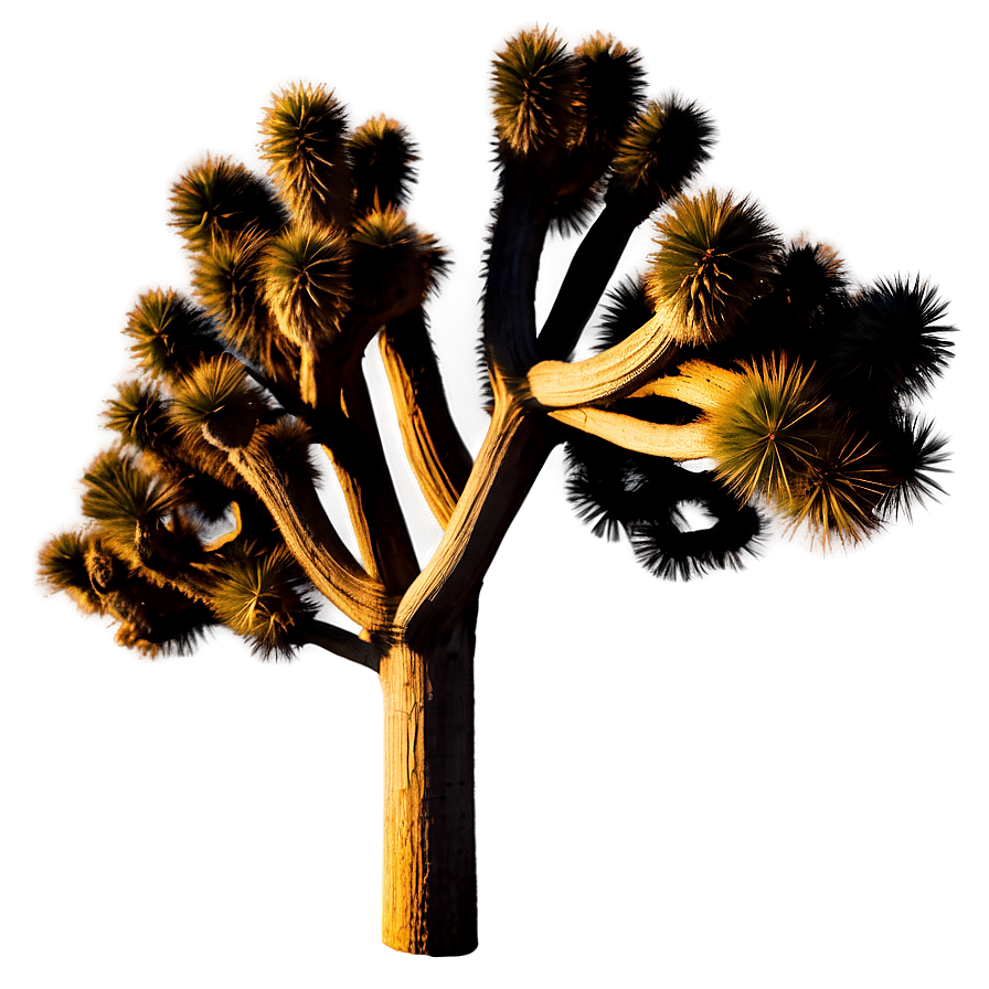 Joshua Tree A PNG Image