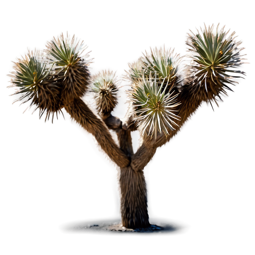 Joshua Tree C PNG Image