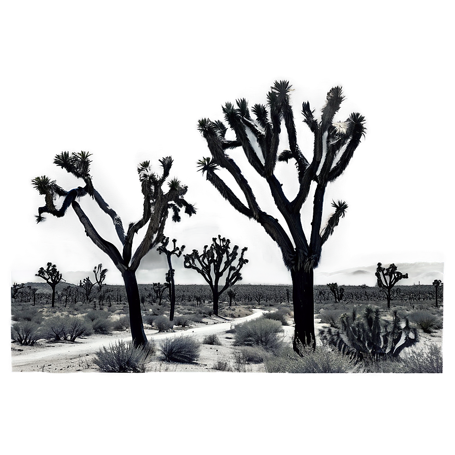 Joshua Tree Monochrome Scene Png 59 PNG Image