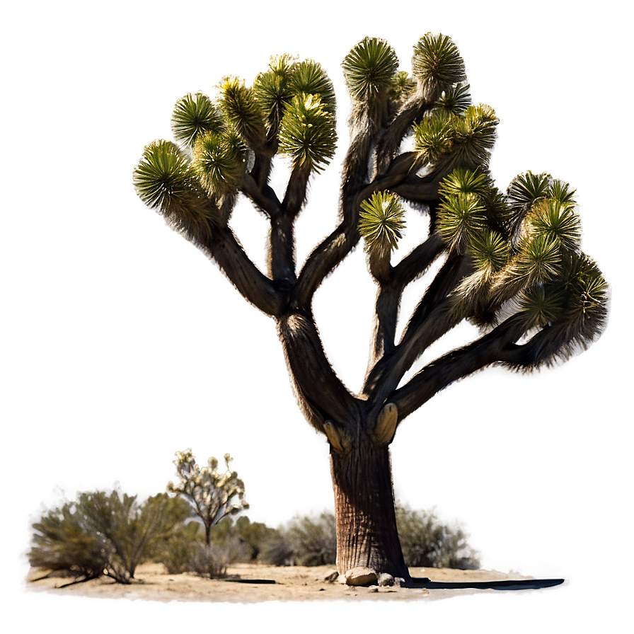 Joshua Tree Under Moonlight Png Hkd40 PNG Image