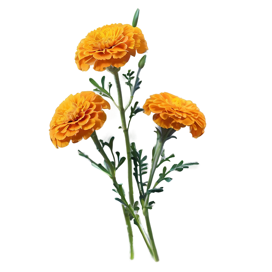 Jubilant Marigold Embrace Png Udd PNG Image