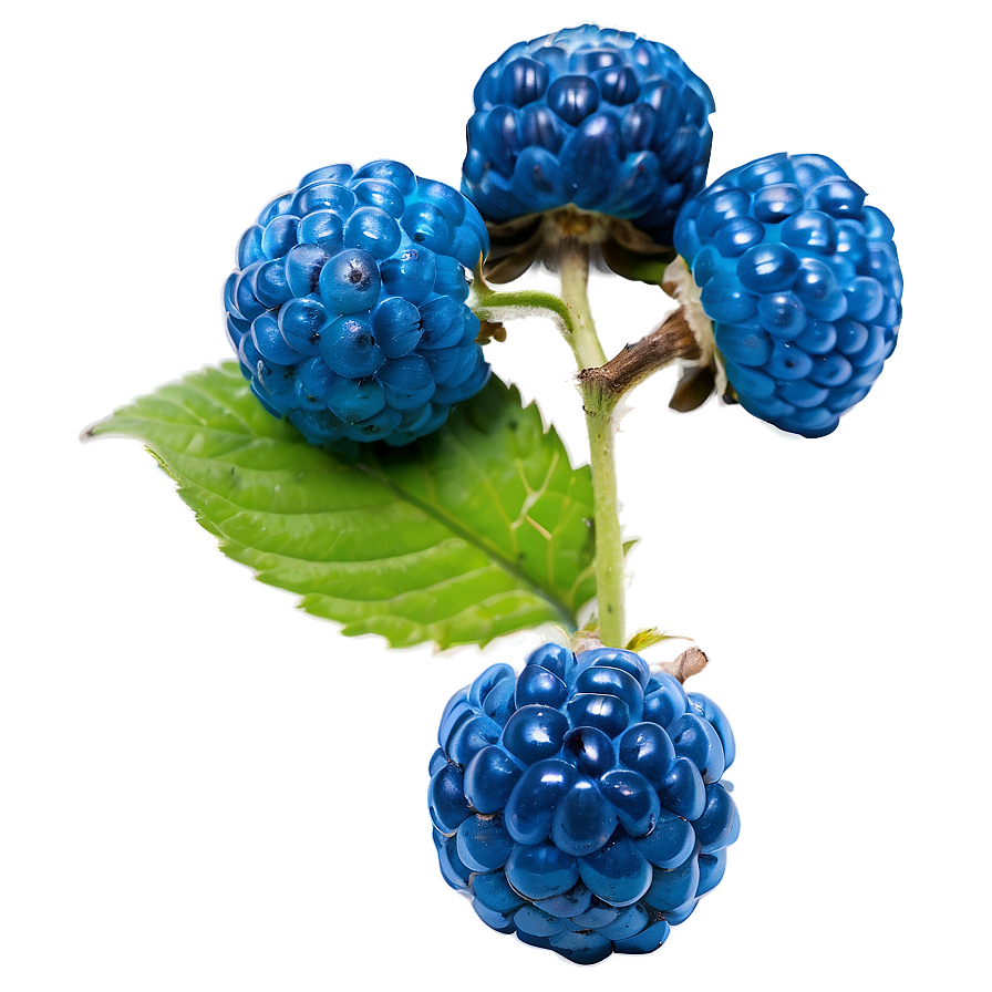 Juicy Blue Raspberry Png Dhq PNG Image