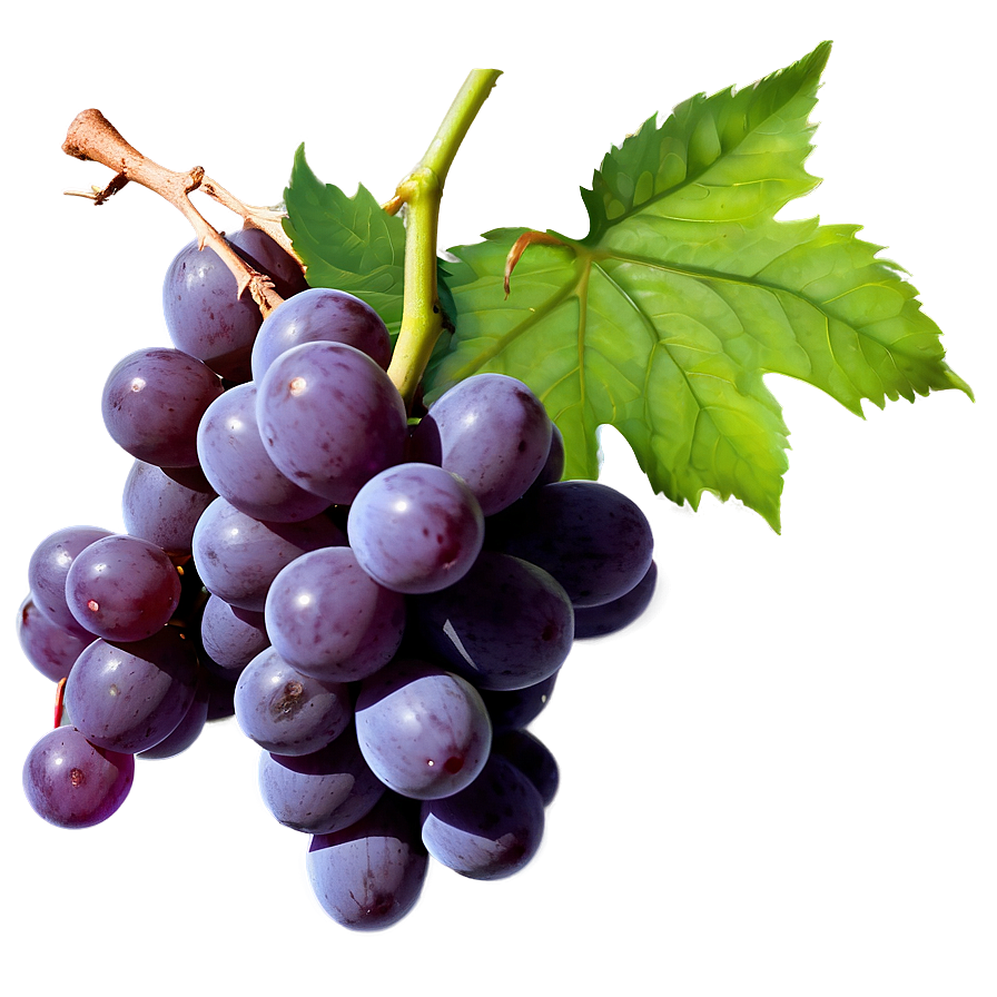 Juicy Grapes Png Yhg49 PNG Image