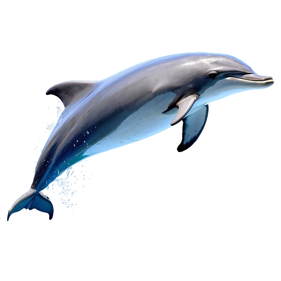 Jumping Dolphin Png Vug PNG Image