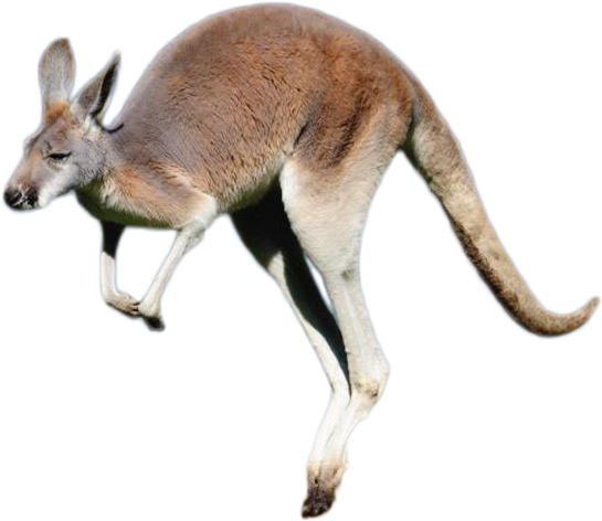 Jumping Kangaroo Isolated.png PNG Image