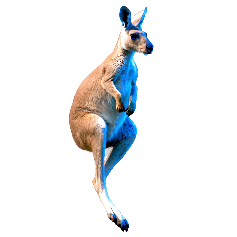 Jumping Kangaroo Png Ytb2 PNG Image