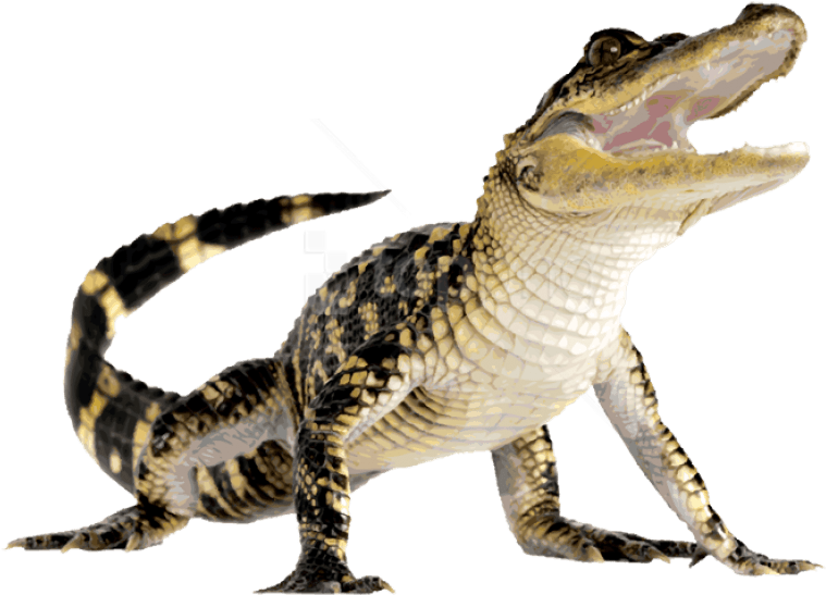 Juvenile Alligator Transparent Background PNG Image