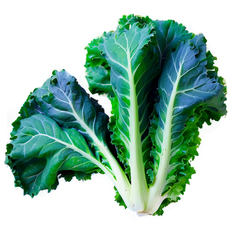 Kale Leaves Png 06252024 PNG Image