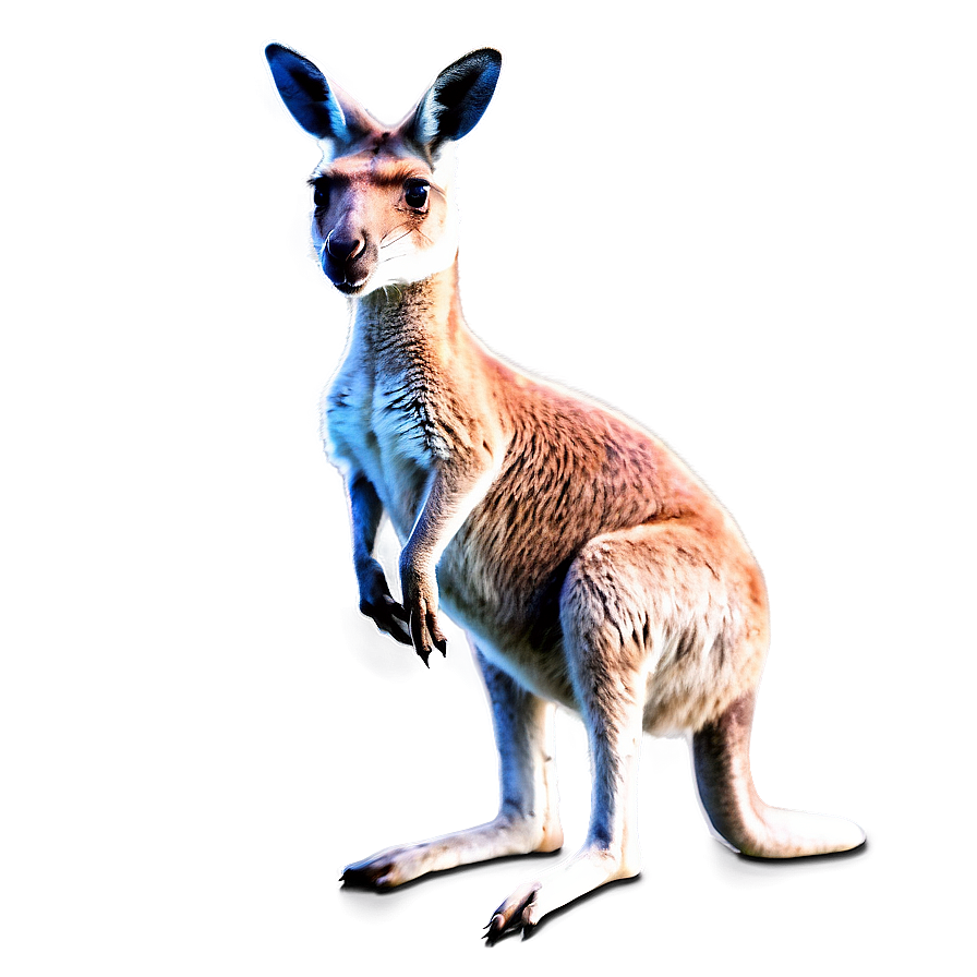 Kangaroo And Joey Png Rrj PNG Image