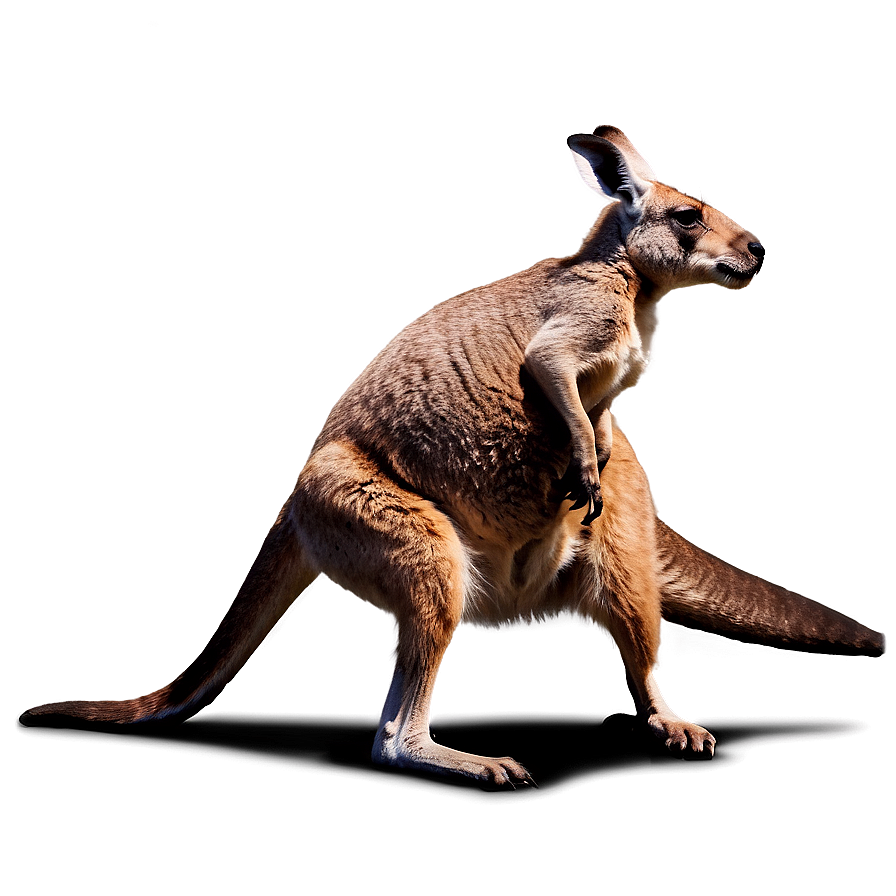 Kangaroo Fighting Png Qek64 PNG Image