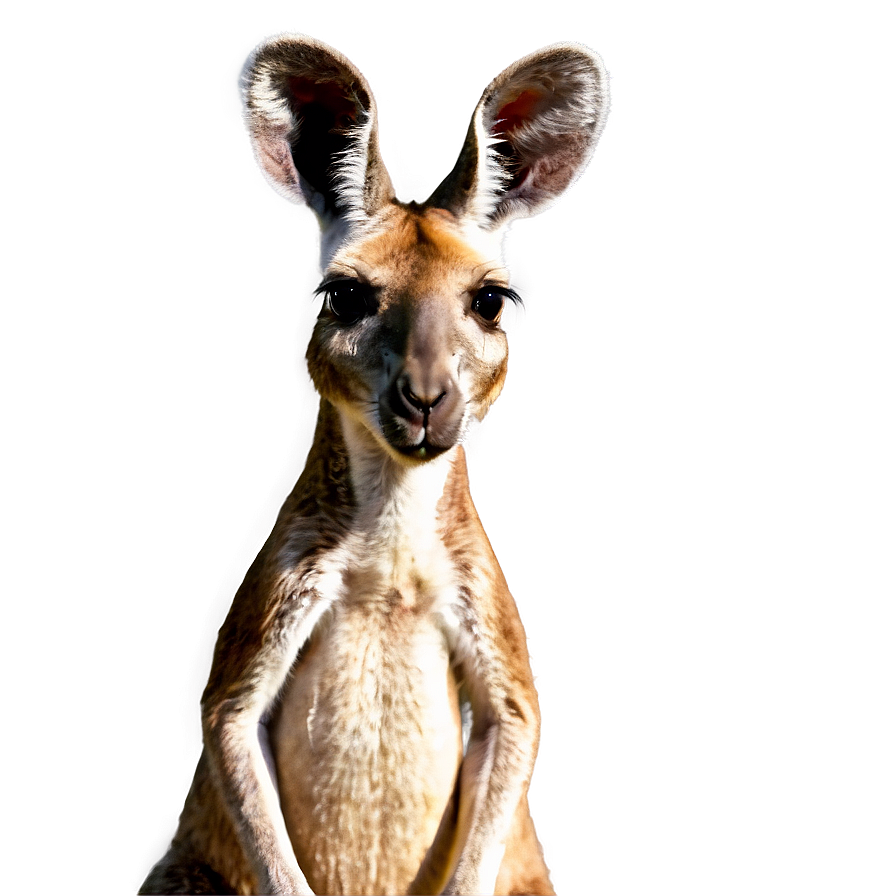 Kangaroo In Savannah Png Lno89 PNG Image