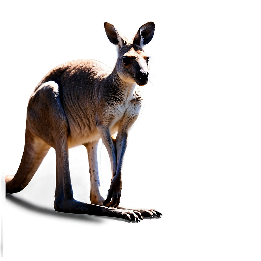 Kangaroo In Wild Png 21 PNG Image