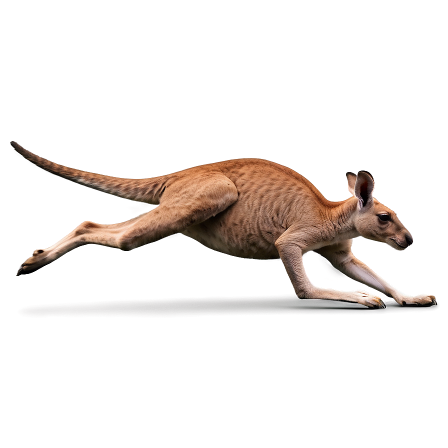 Kangaroo Running Png Aut71 PNG Image