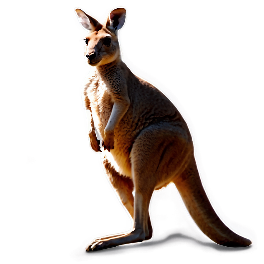 Kangaroo Running Png Nae PNG Image