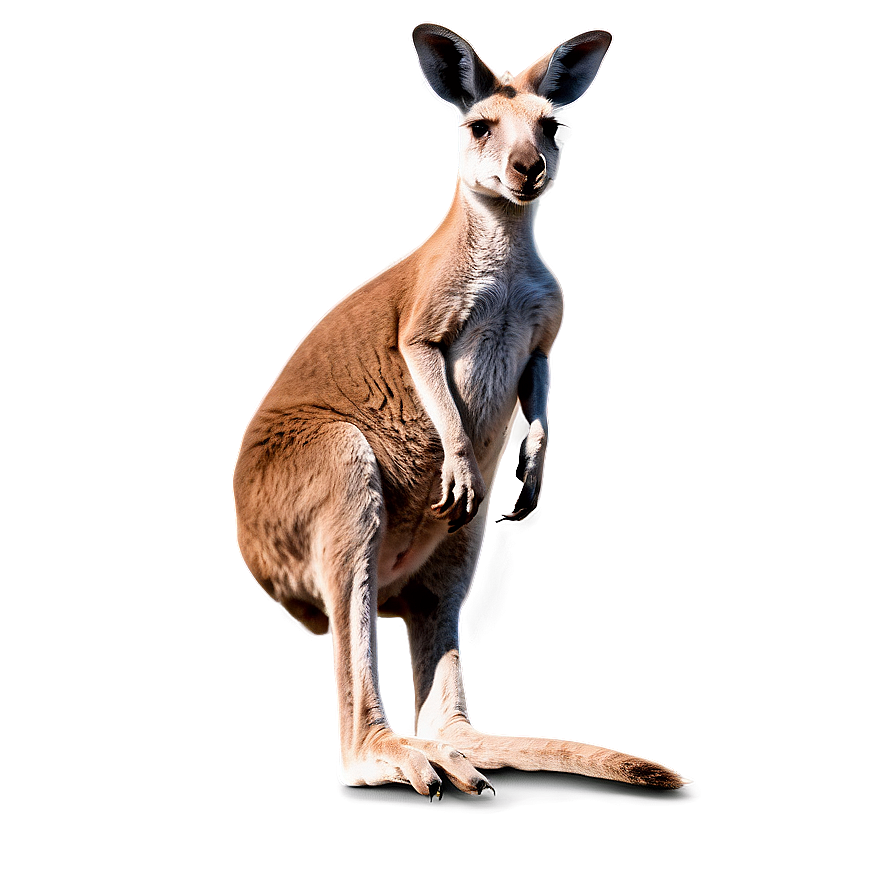 Kangaroo With Landscape Background Png Gpw75 PNG Image