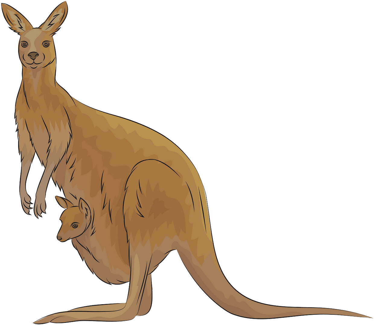 Kangarooand Joey Illustration PNG Image