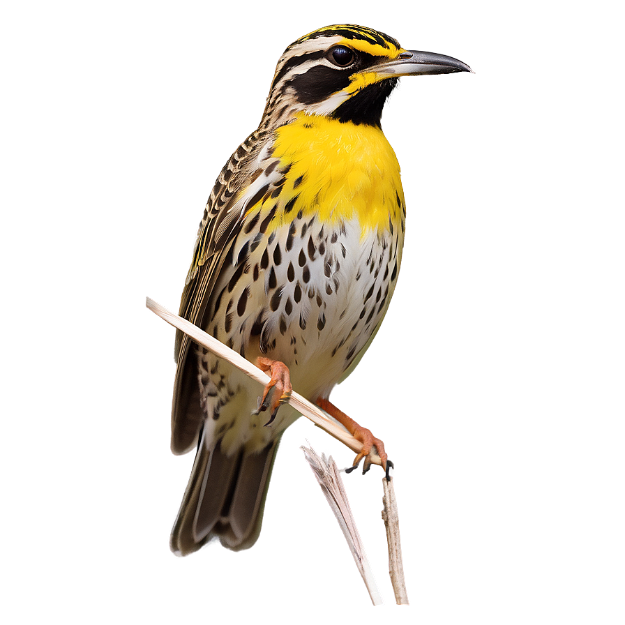 Kansas State Bird - Western Meadowlark Png 45 PNG Image